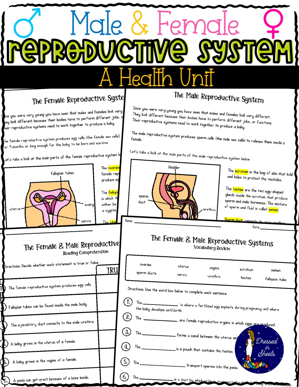 Male & Female Reproductive System health unit cover showing reading pages, a true/false quiz and a vocabulary review