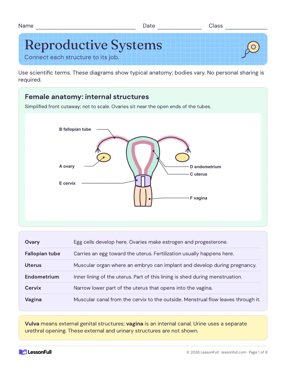 Female anatomy reference sheet labels six structures and explains the jobs of ovaries, uterus, and more.