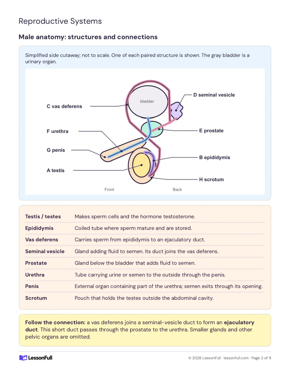 Male anatomy reference sheet labels eight structures and explains sperm transport and gland functions.