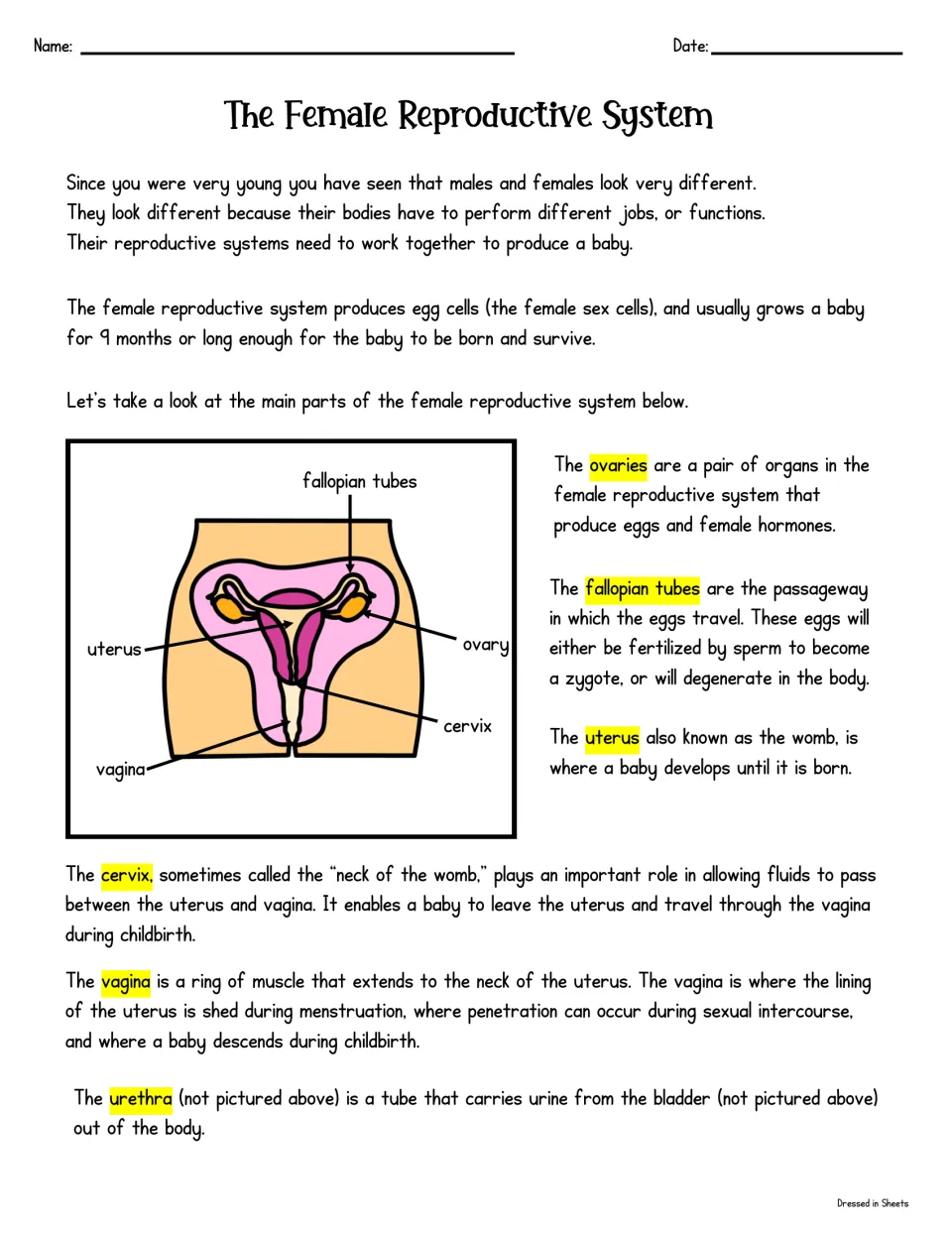 Female reproductive system reading: students study a labeled diagram and definitions of ovaries, uterus, cervix and vagina