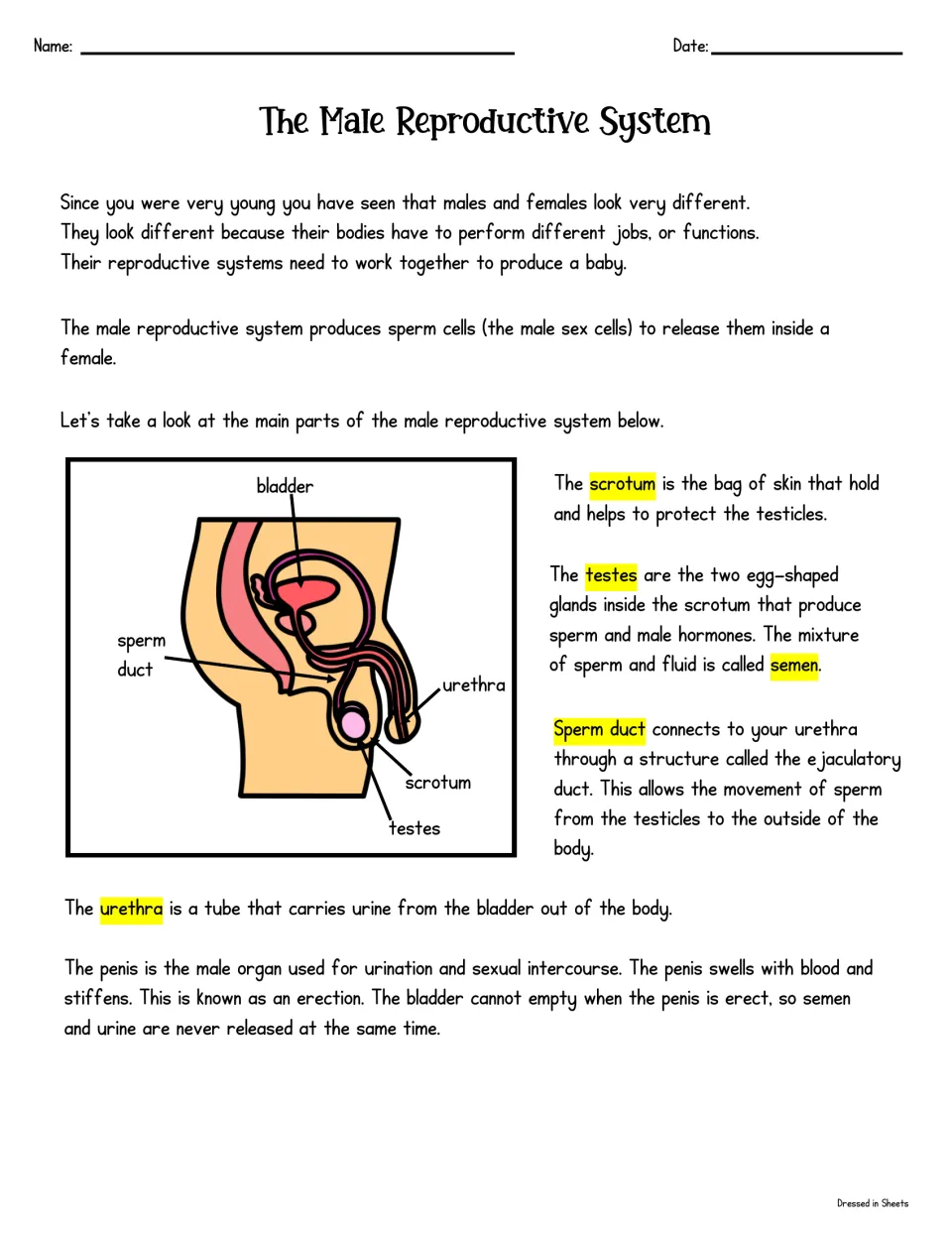 Male reproductive system reading: students study a labeled diagram and definitions of scrotum, testes, sperm duct, urethra