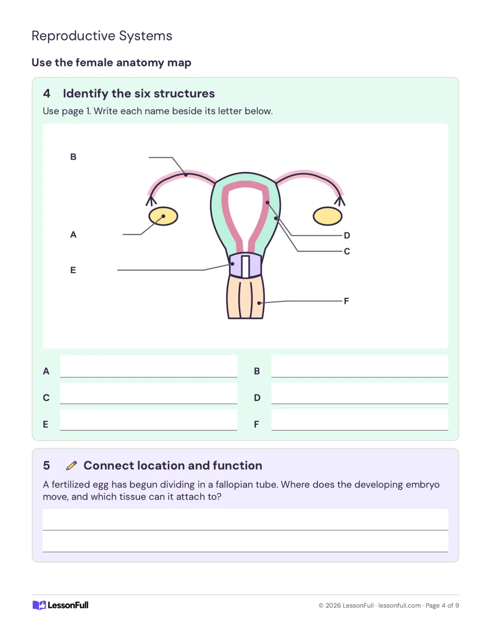 Female anatomy practice tasks 4–5 ask students to name six structures and explain where an embryo attaches.