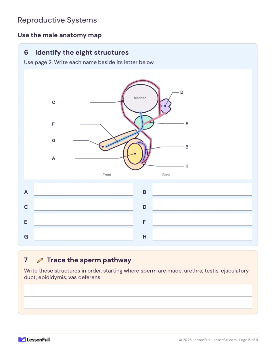 Male anatomy practice tasks 6–7 ask students to name eight structures and order the sperm pathway.