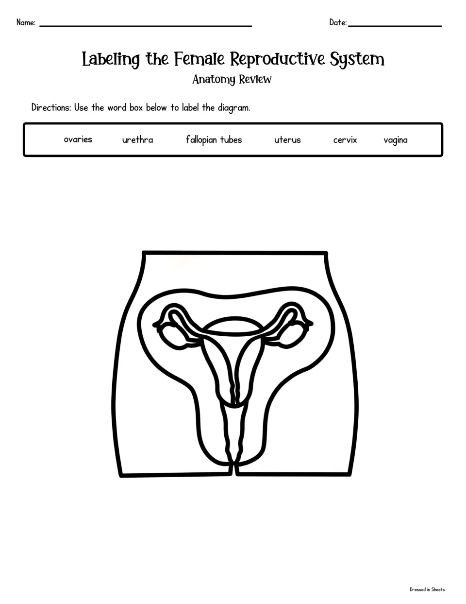 Female anatomy labeling: students label an unlabeled diagram using ovaries, urethra, fallopian tubes, uterus, cervix, vagina