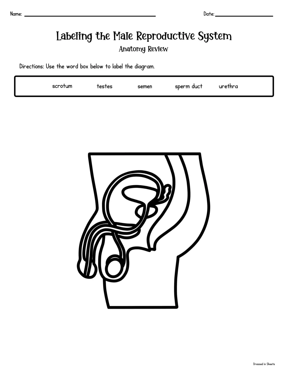 Male anatomy labeling: students label an unlabeled side-view diagram using scrotum, testes, semen, sperm duct and urethra