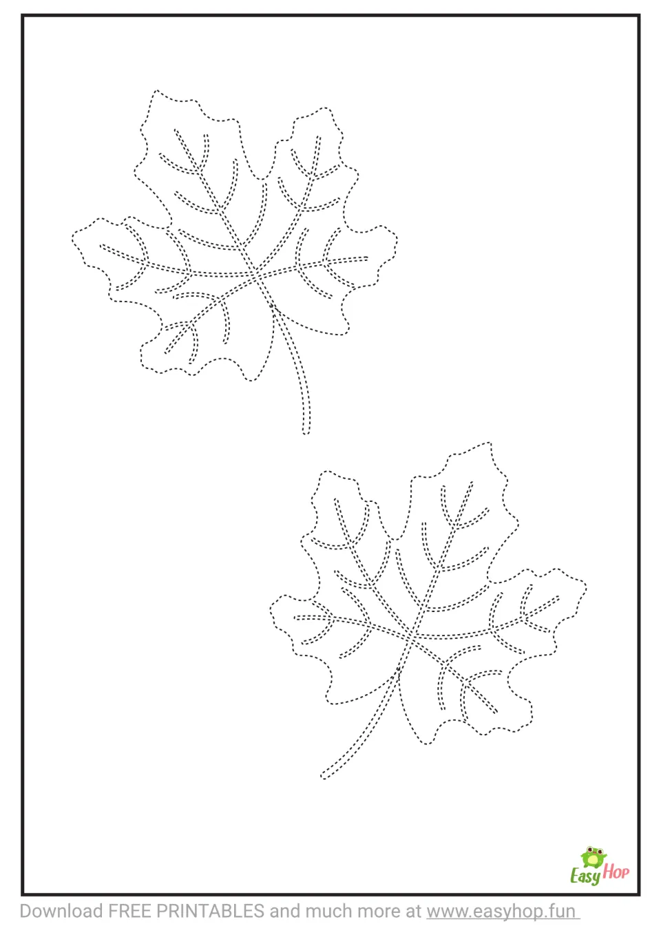 Tracing template from the maple leaf activity set: two medium leaves with dashed outlines, veins, and stems