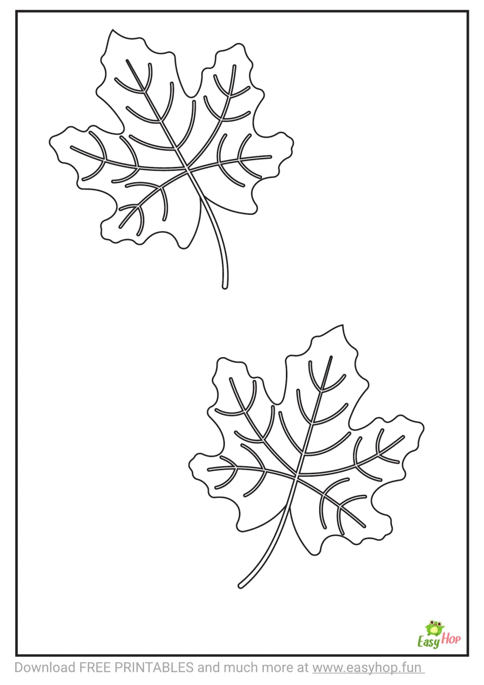 Coloring template 2 of 3: two medium maple leaves with curved stems and branching veins outlined in black.