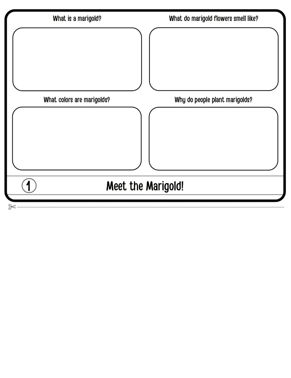 Meet the Marigold! flap 1: students answer what a marigold is, its smell, its colors and why people plant it