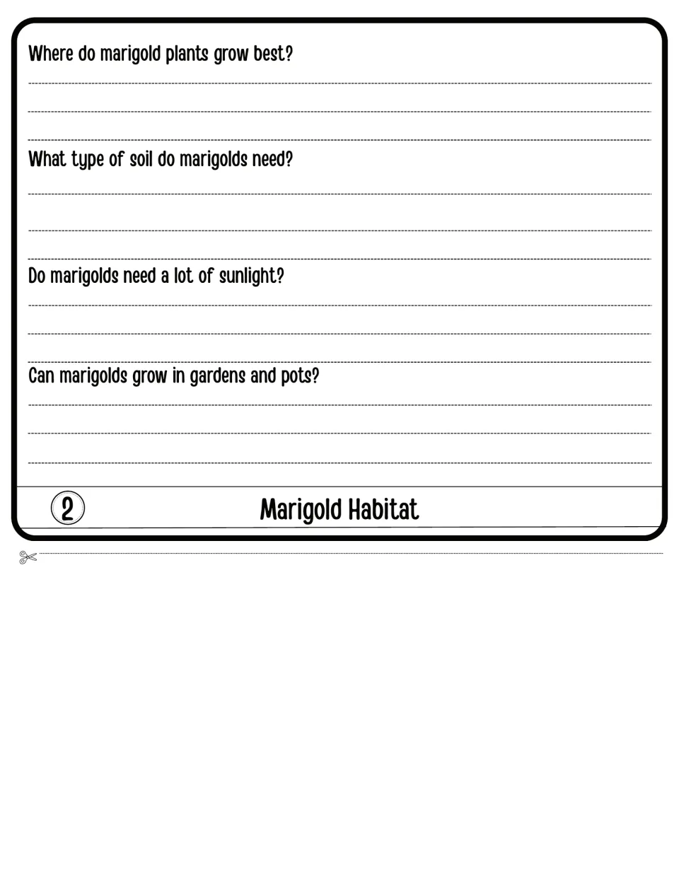 Marigold Habitat flap 2: students write where marigolds grow best, soil type, sunlight needs and garden or pot growing