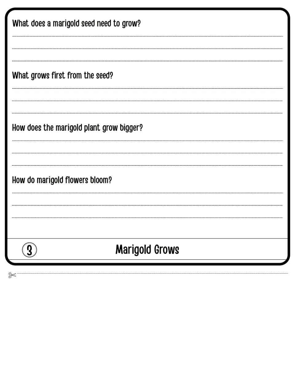 Marigold Grows flap 3: students explain what a seed needs, what sprouts first, how the plant gets bigger and blooms