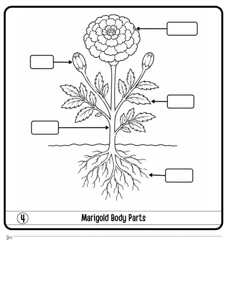 Marigold Body Parts flap 4: plant diagram labeling, with five blank labels for the flower, bud, leaf, stem and roots