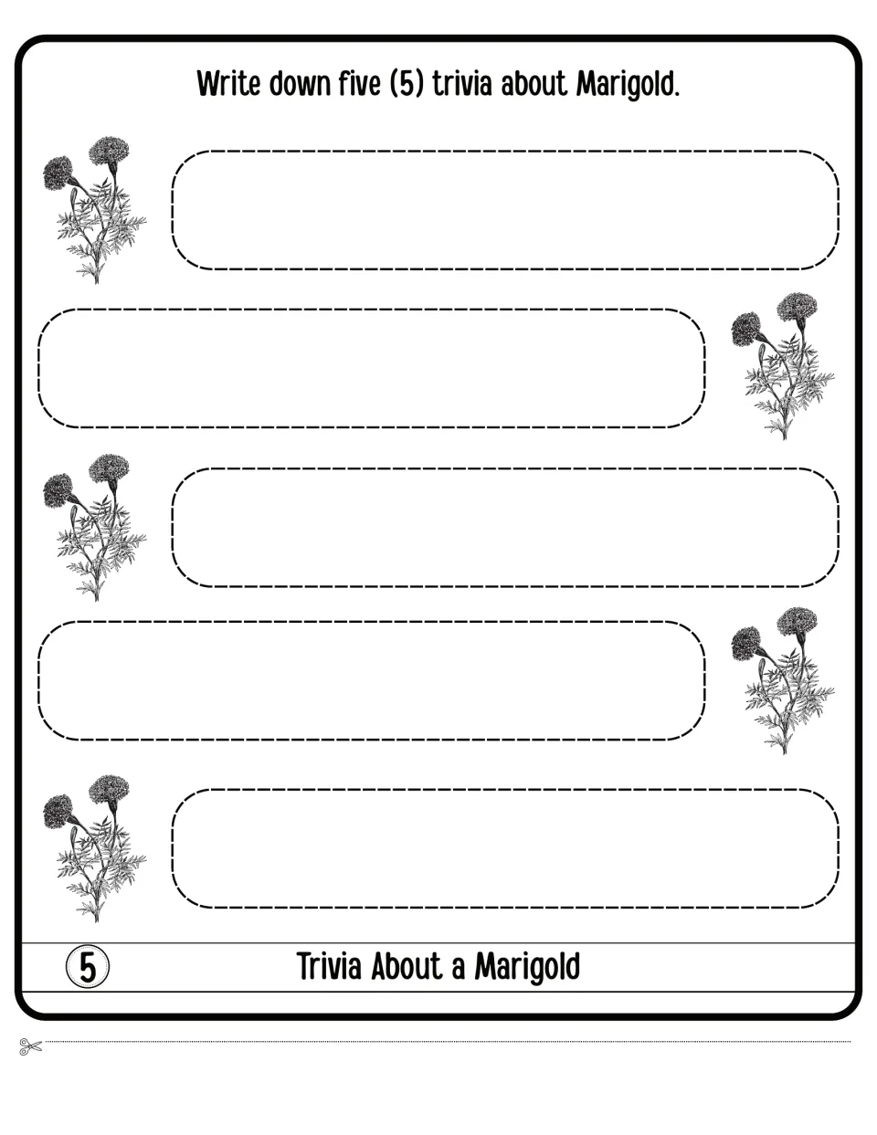 Trivia About a Marigold flap 5: students write down five trivia facts about marigolds, one beside each marigold sketch