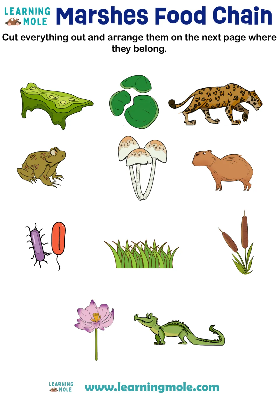 Marsh food chain cut-outs: students cut out 11 pictures, from algae and cattails to a jaguar, toad and bacteria
