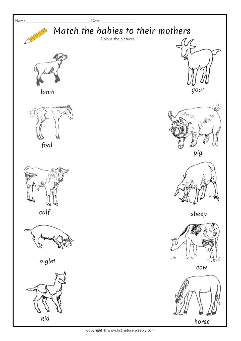 Farm animal matching: students link lamb, foal, calf, piglet and kid to goat, pig, sheep, cow and horse, then colour