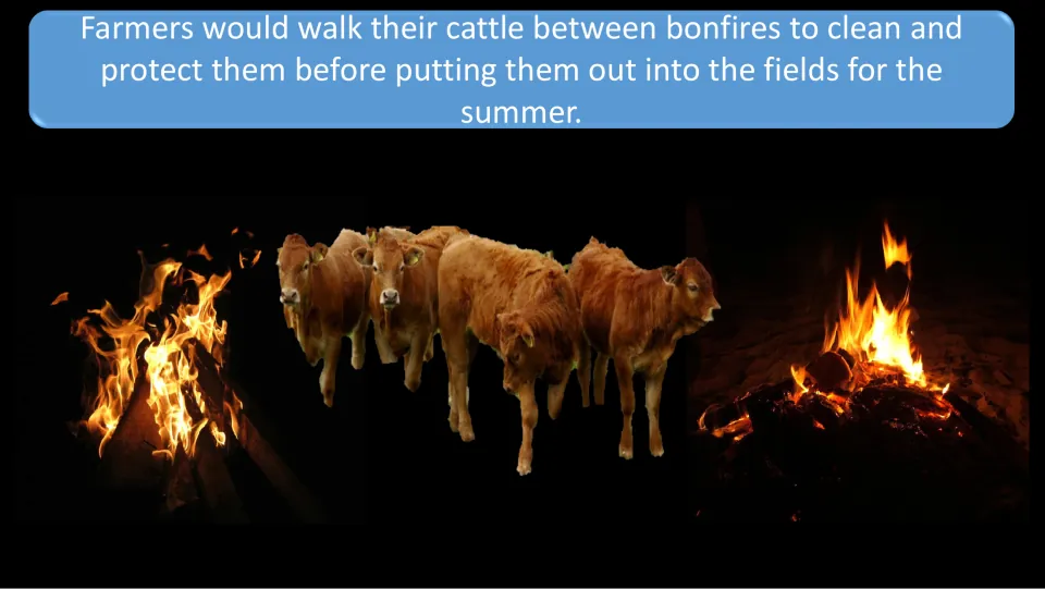 Beltane cattle slide describes farmers walking cattle between bonfires for protection before summer grazing