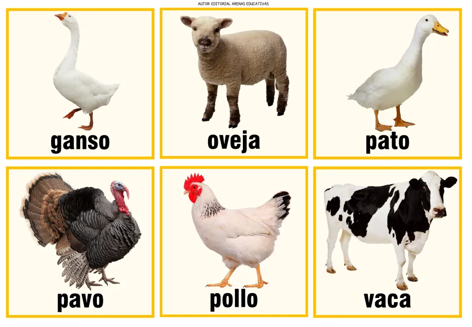 More Spanish farm animal cards: photos of a goose, sheep, duck, turkey, chicken and cow labeled ganso to vaca