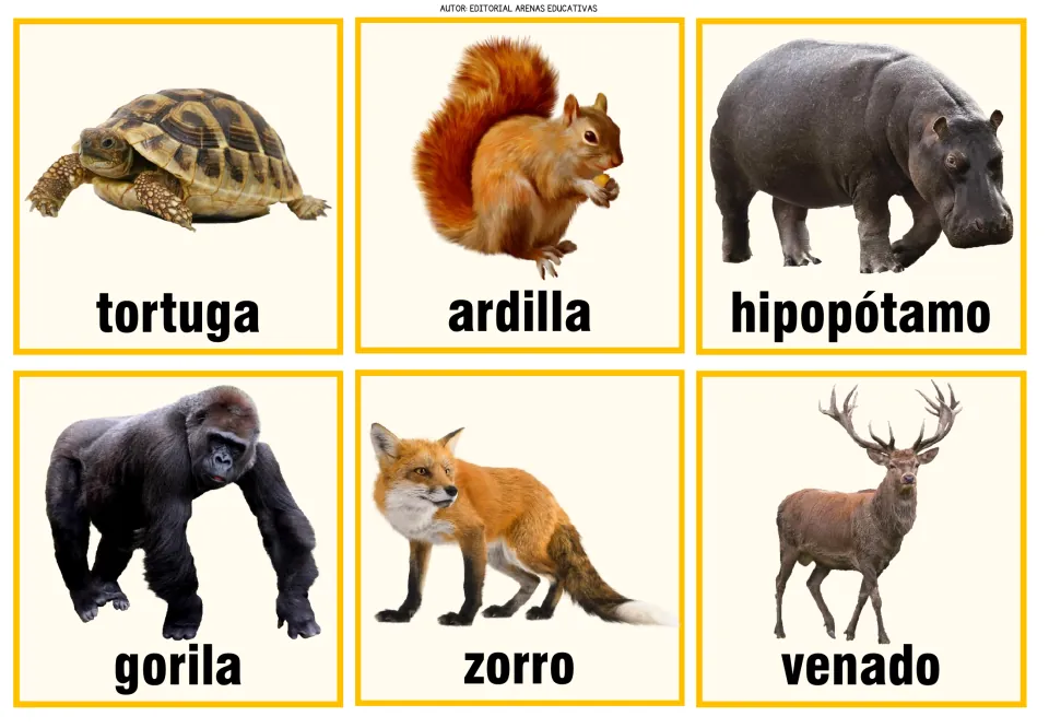 Animal memory cards 13–18: tortuga (turtle), ardilla (squirrel), hipopótamo (hippopotamus), and three more