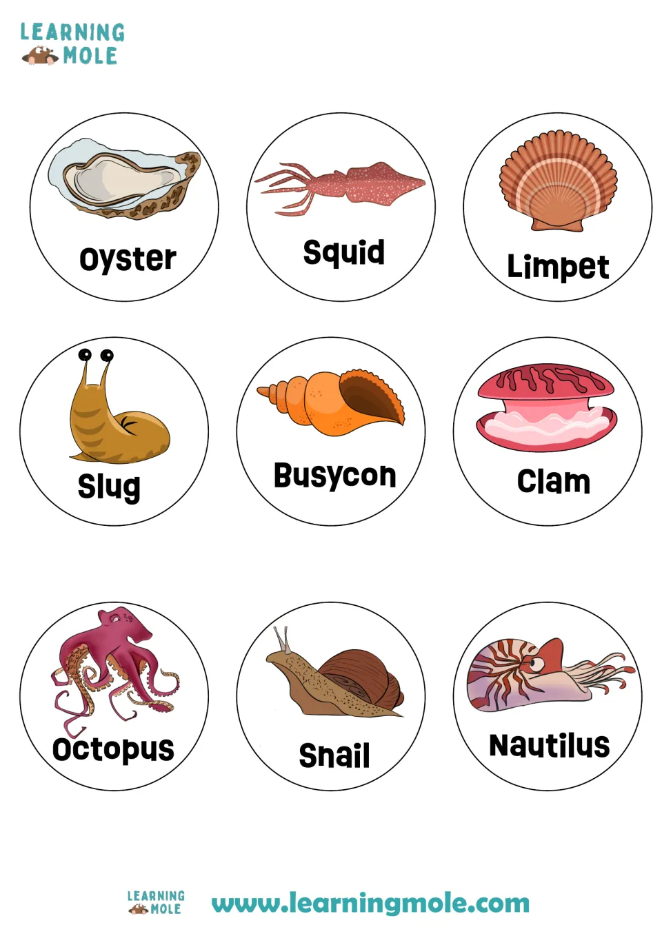 Mollusk picture cards to cut out: oyster, squid, limpet, slug, busycon, clam, octopus, snail and nautilus, each labeled