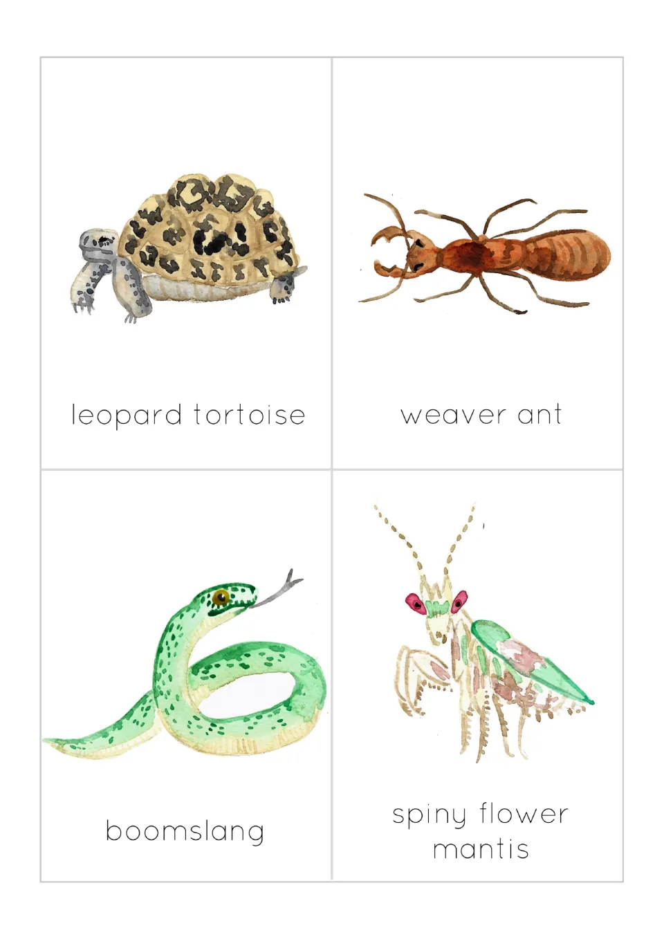 Reptile and insect flashcards: leopard tortoise, weaver ant, boomslang snake and spiny flower mantis, each labeled
