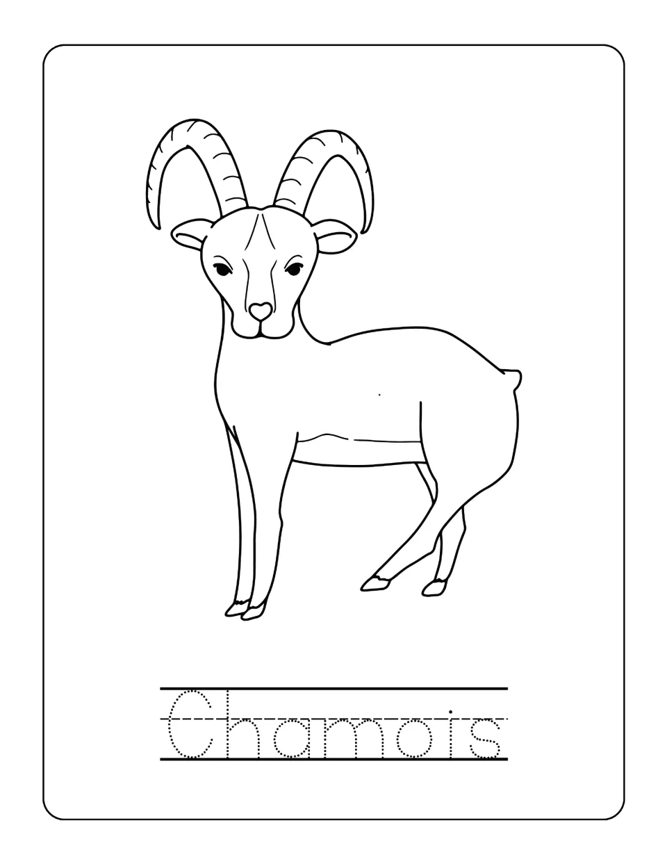 Horned hoofed animal labeled Chamois to color, facing forward, with the name to trace in dotted print letters