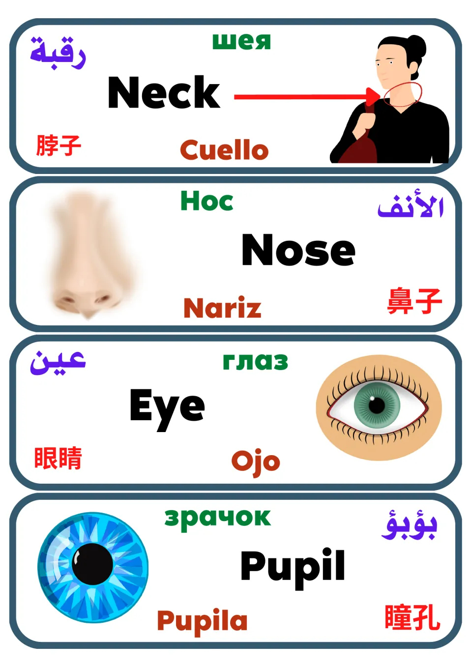 Neck, Nose, Eye and Pupil label cards, each word in five languages beside a picture of the body part