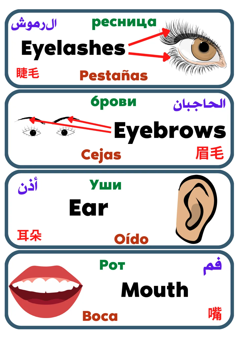 Eyelashes, Eyebrows, Ear and Mouth cards giving each word in English, Spanish, Russian, Arabic and Chinese with a drawing