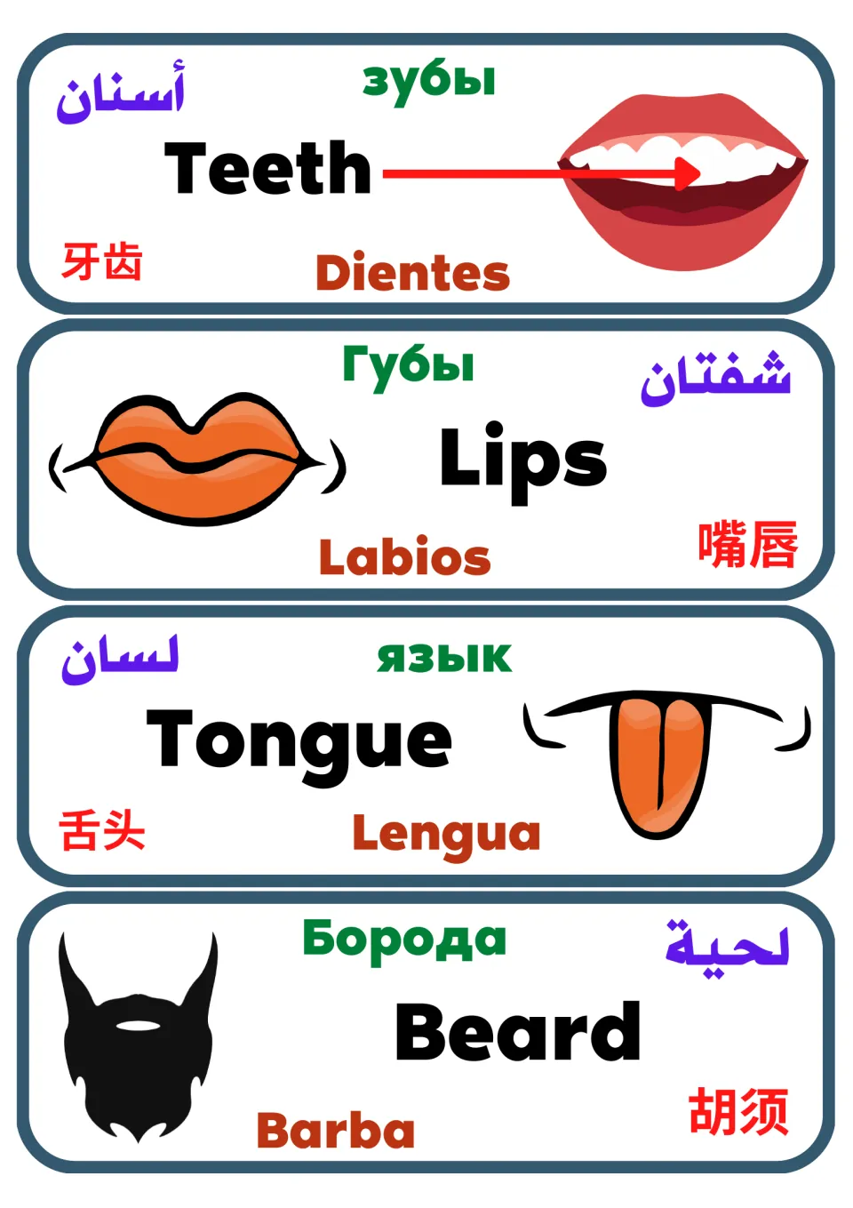 Mouth and face vocabulary cards for Teeth, Lips, Tongue and Beard, each naming the part in five languages beside a picture
