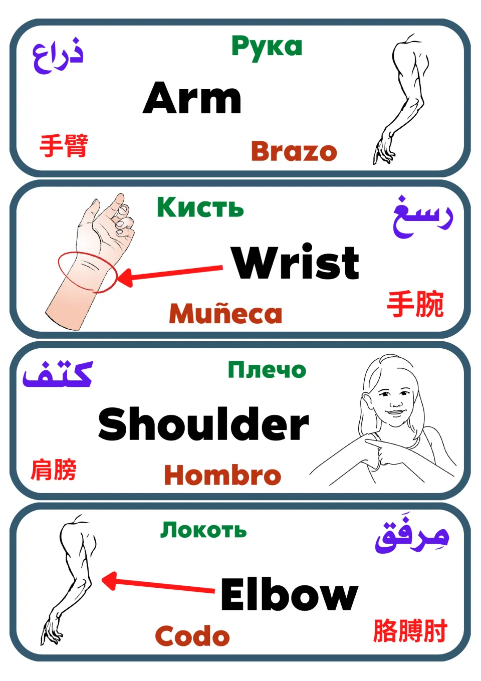 Arm vocabulary cards: Arm, Wrist, Shoulder and Elbow in English, Spanish, Russian, Arabic and Chinese with a sketch