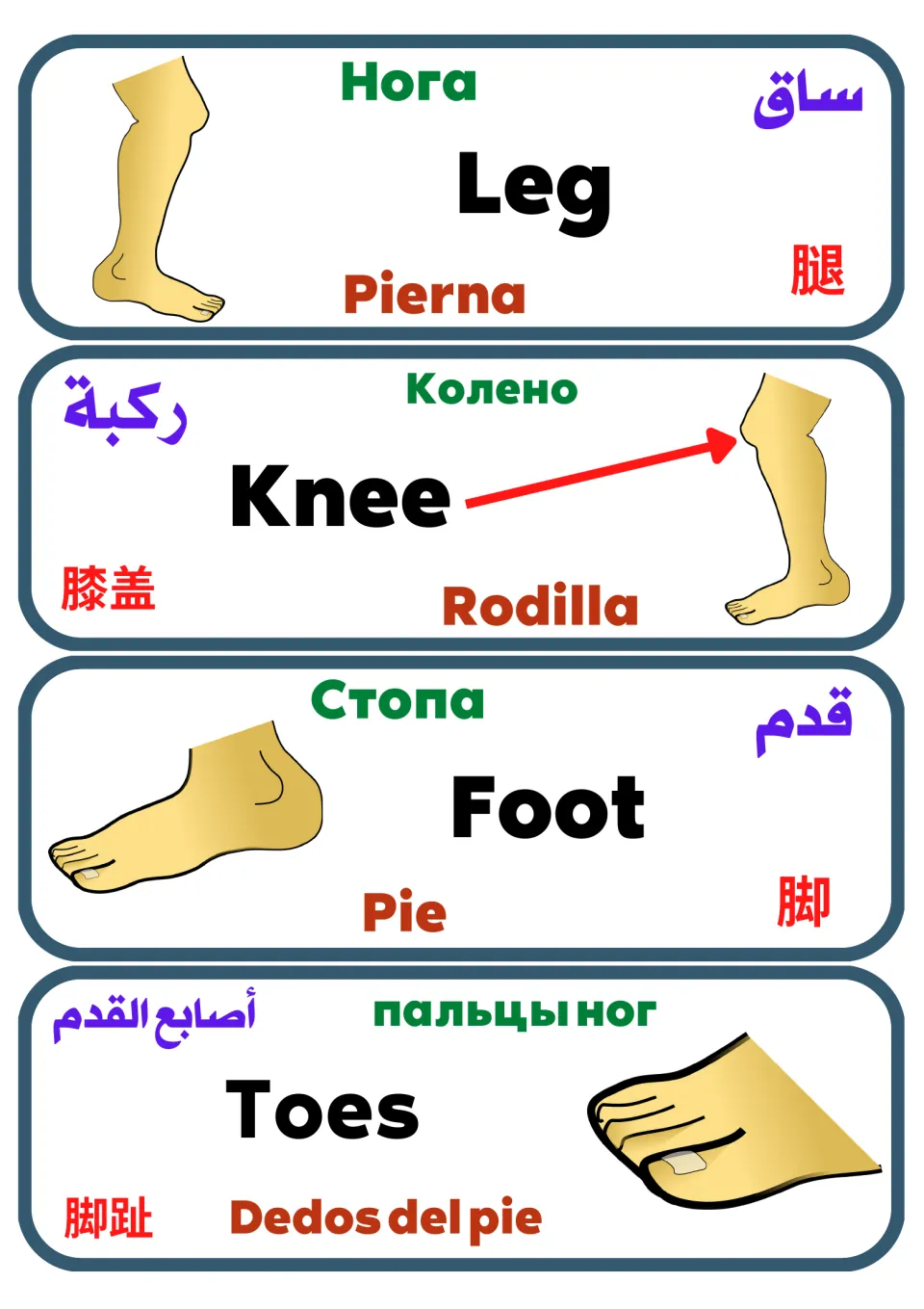 Leg and foot word cards for Leg, Knee, Foot and Toes, each part named in five languages next to a drawing of a leg or foot