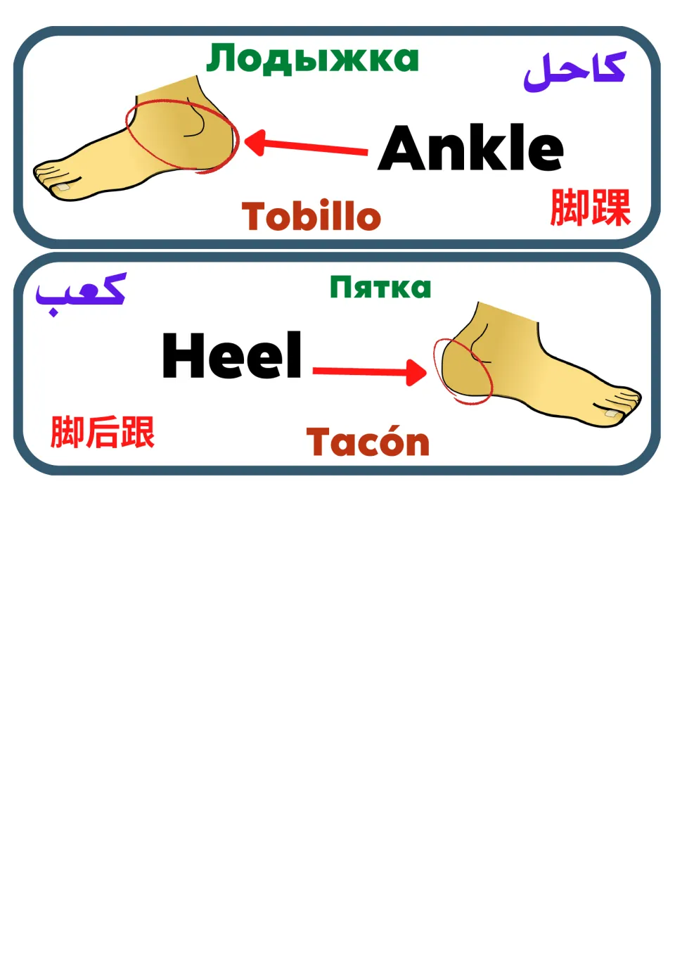 Ankle and Heel label cards giving each word in English, Spanish, Russian, Arabic and Chinese, with arrows to a drawn foot
