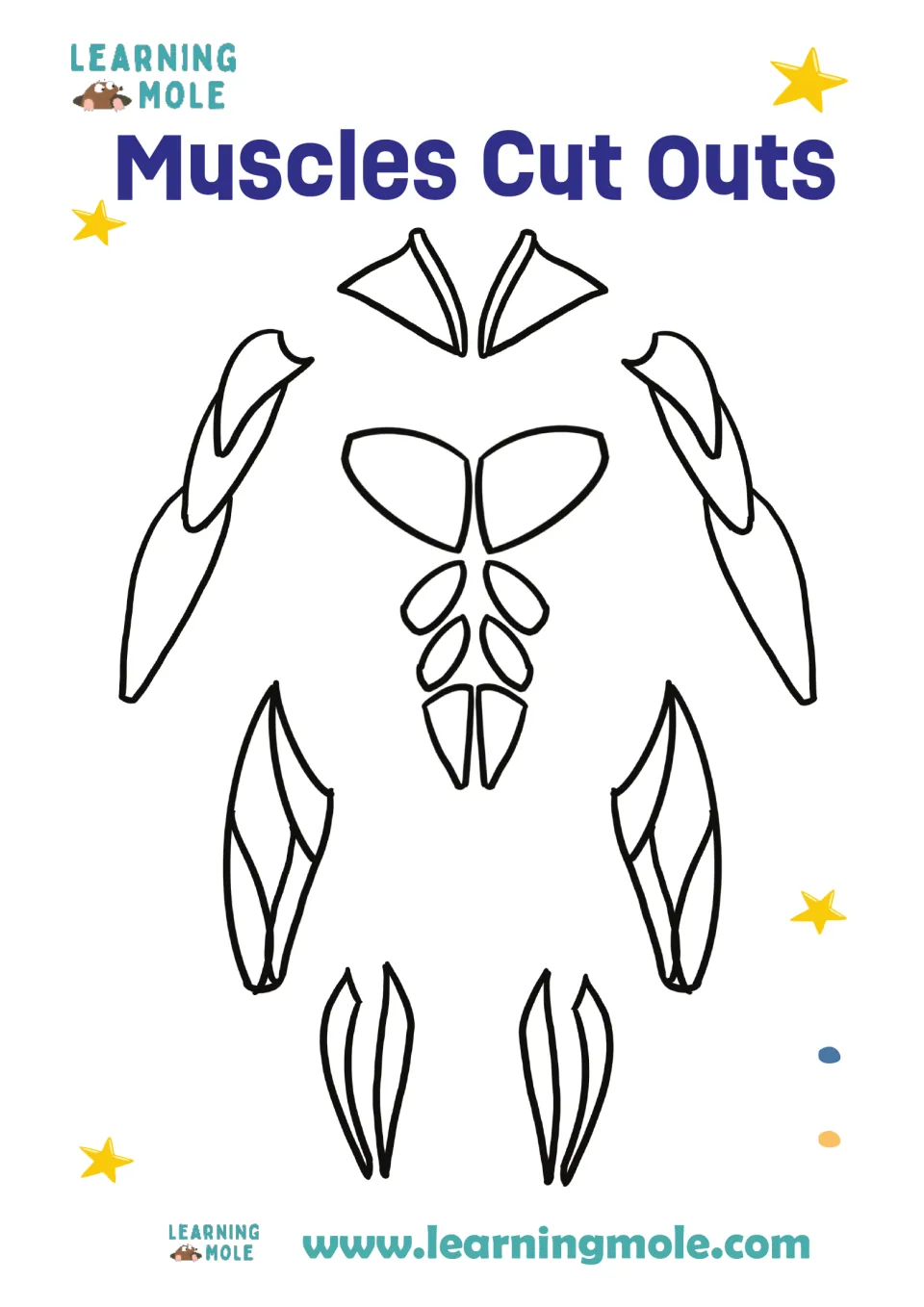 Muscles Cut Outs: outlines of neck, arm, abdominal, upper leg and lower leg muscles for students to colour and cut out