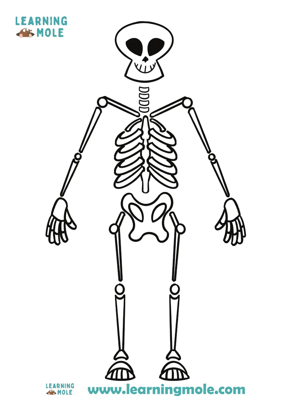 Human skeleton outline showing skull, spine, ribs, pelvis, arm and leg bones, used as the base for placing muscle pieces