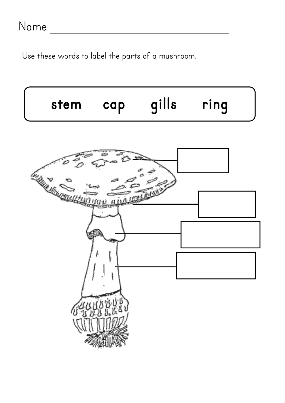 Parts of a mushroom: students label the cap, gills, ring and stem on a drawing using the word bank provided
