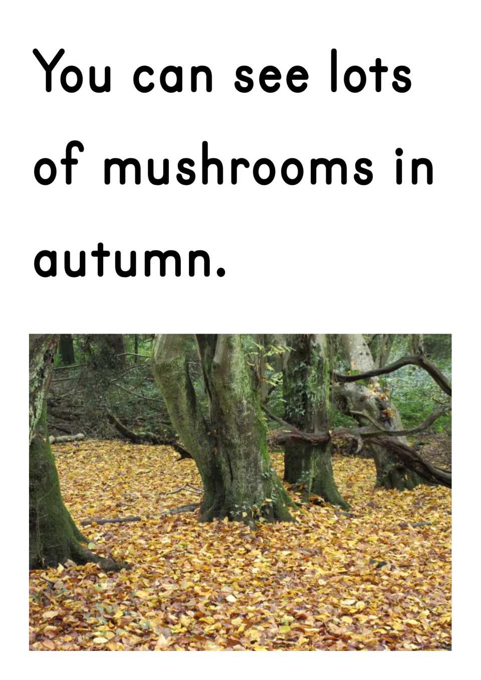 Slide stating you can see lots of mushrooms in autumn, with a photo of a woodland floor covered in fallen leaves
