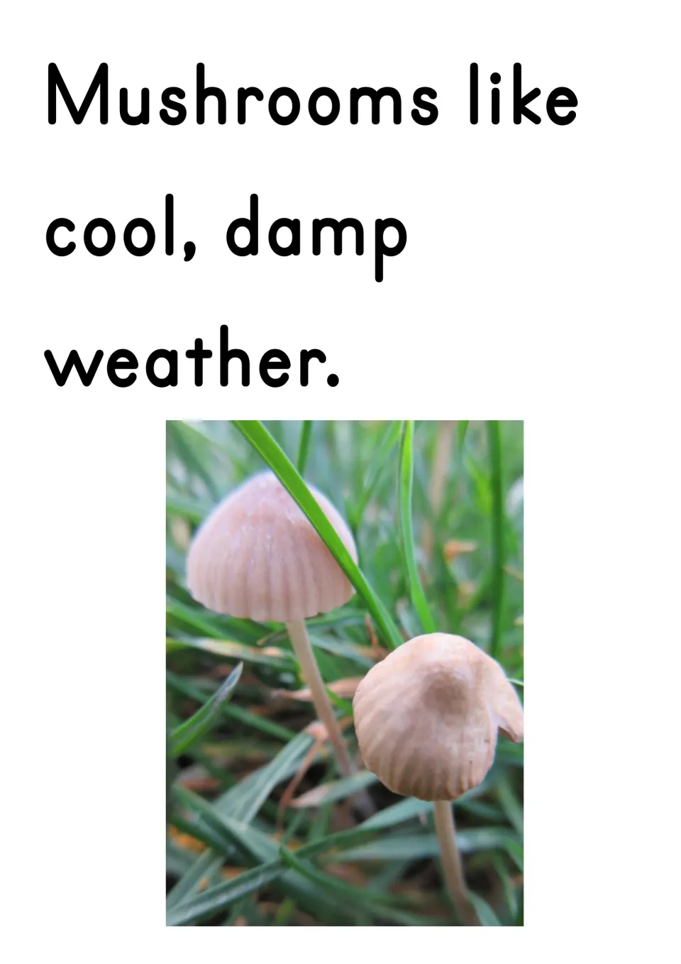 Slide stating mushrooms like cool, damp weather, with a photo of two pale mushrooms growing in wet grass