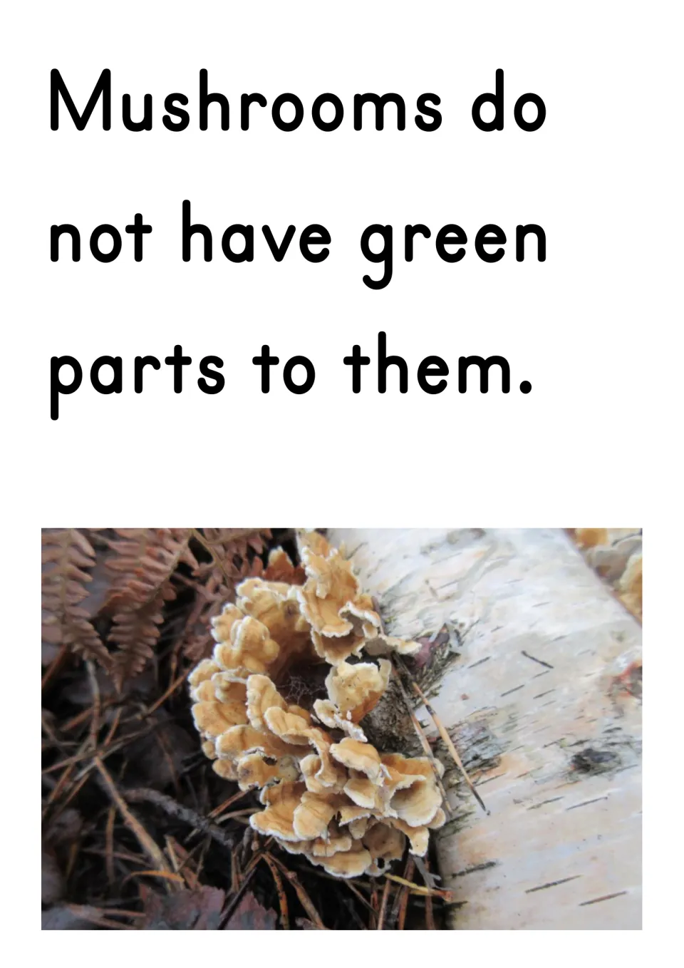 Slide stating mushrooms do not have green parts, with a photo of a tan bracket fungus growing on a birch log