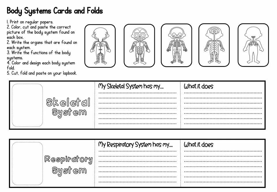 Body systems cards and folds: students match five system pictures, then list skeletal and respiratory organs and functions