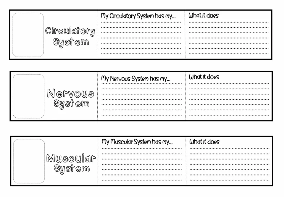 Circulatory, nervous and muscular system folds: students write the organs each system has and what the system does