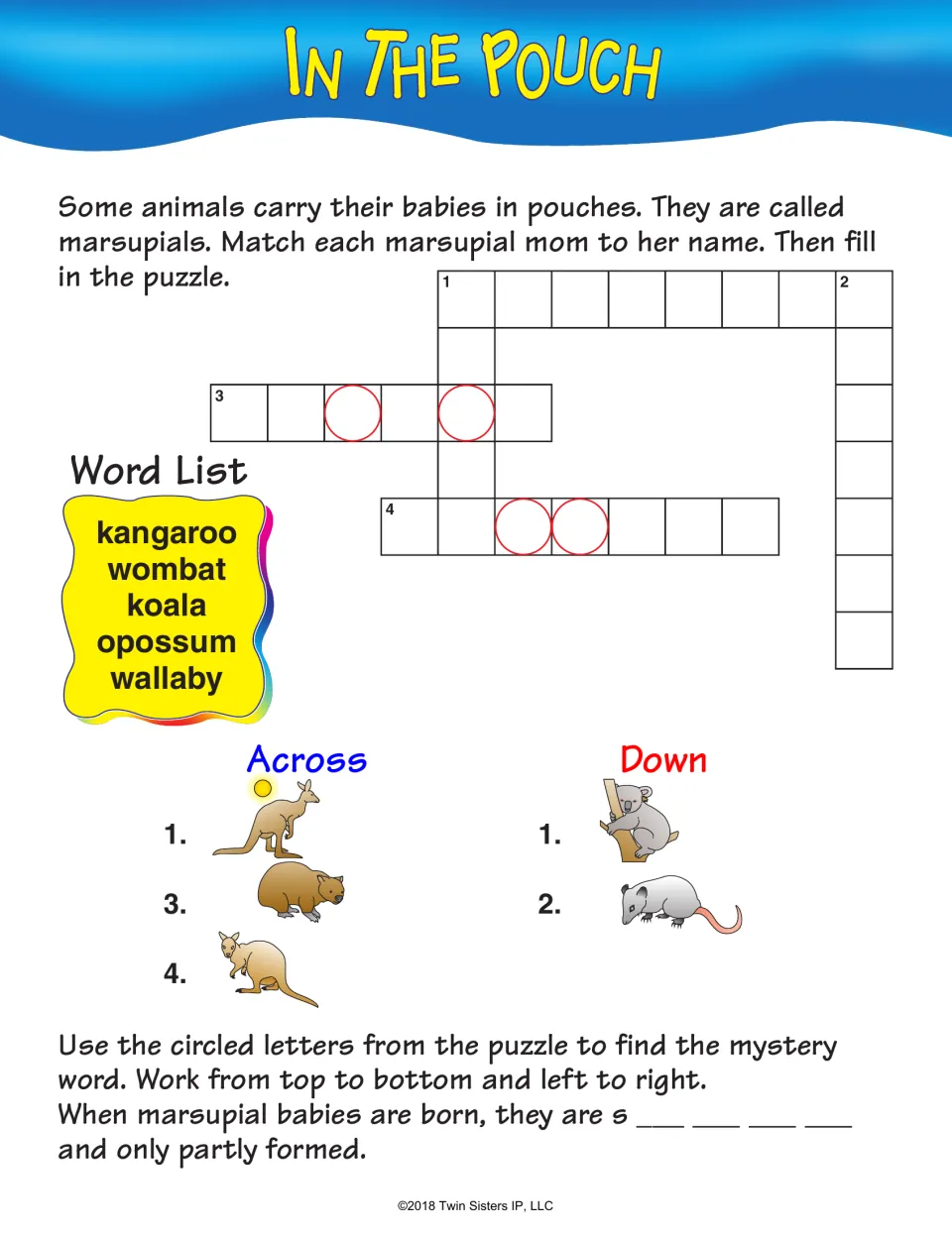 In the Pouch: marsupials crossword; students name kangaroo, wombat, koala, opossum and wallaby from pictured clues