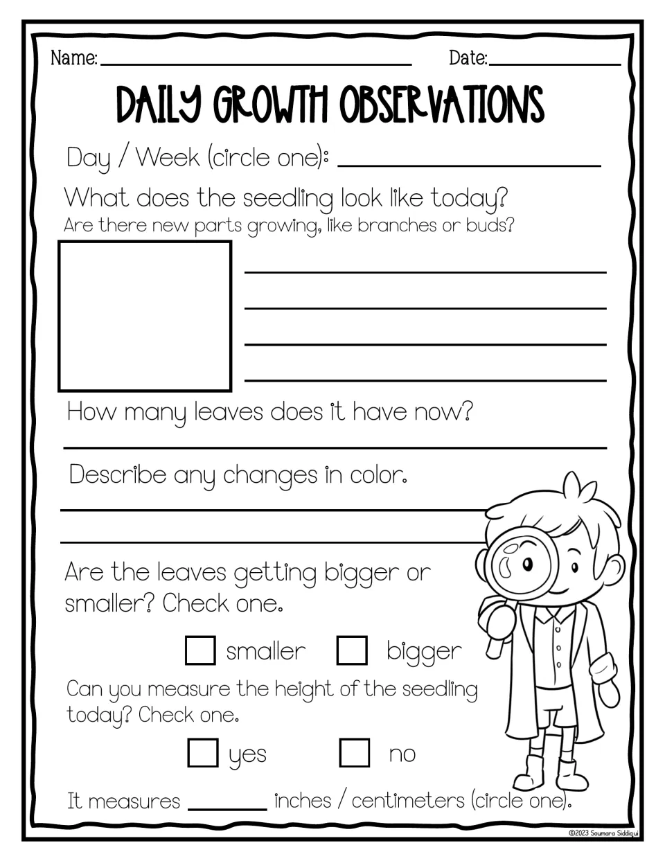 Daily growth observations: students sketch the seedling, count leaves, note color changes and record its height
