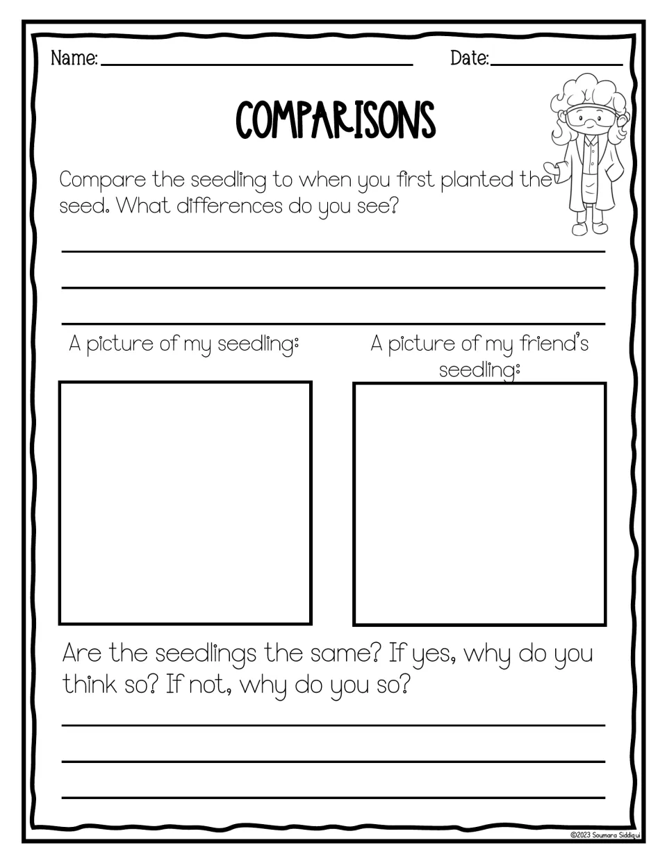 Comparisons: students note changes since planting, draw their seedling and a friend's, and explain if they match