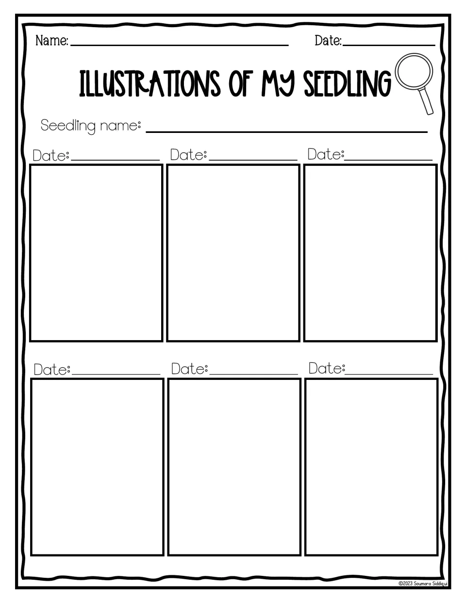 Illustrations of my seedling: students name their seedling and draw it on six dated occasions to show growth