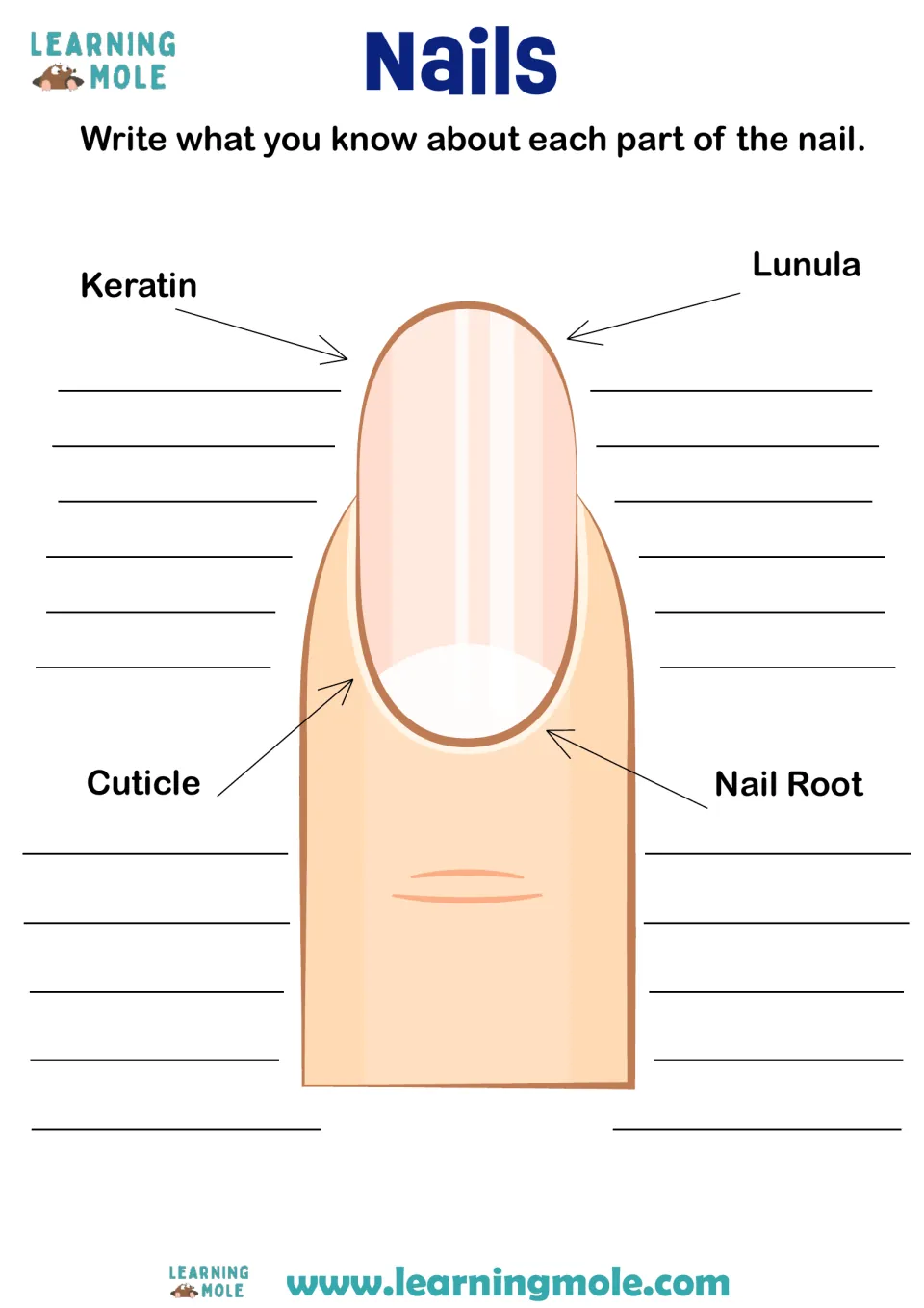 Fingernail anatomy: students write what they know about the keratin, lunula, cuticle and nail root on a labeled diagram