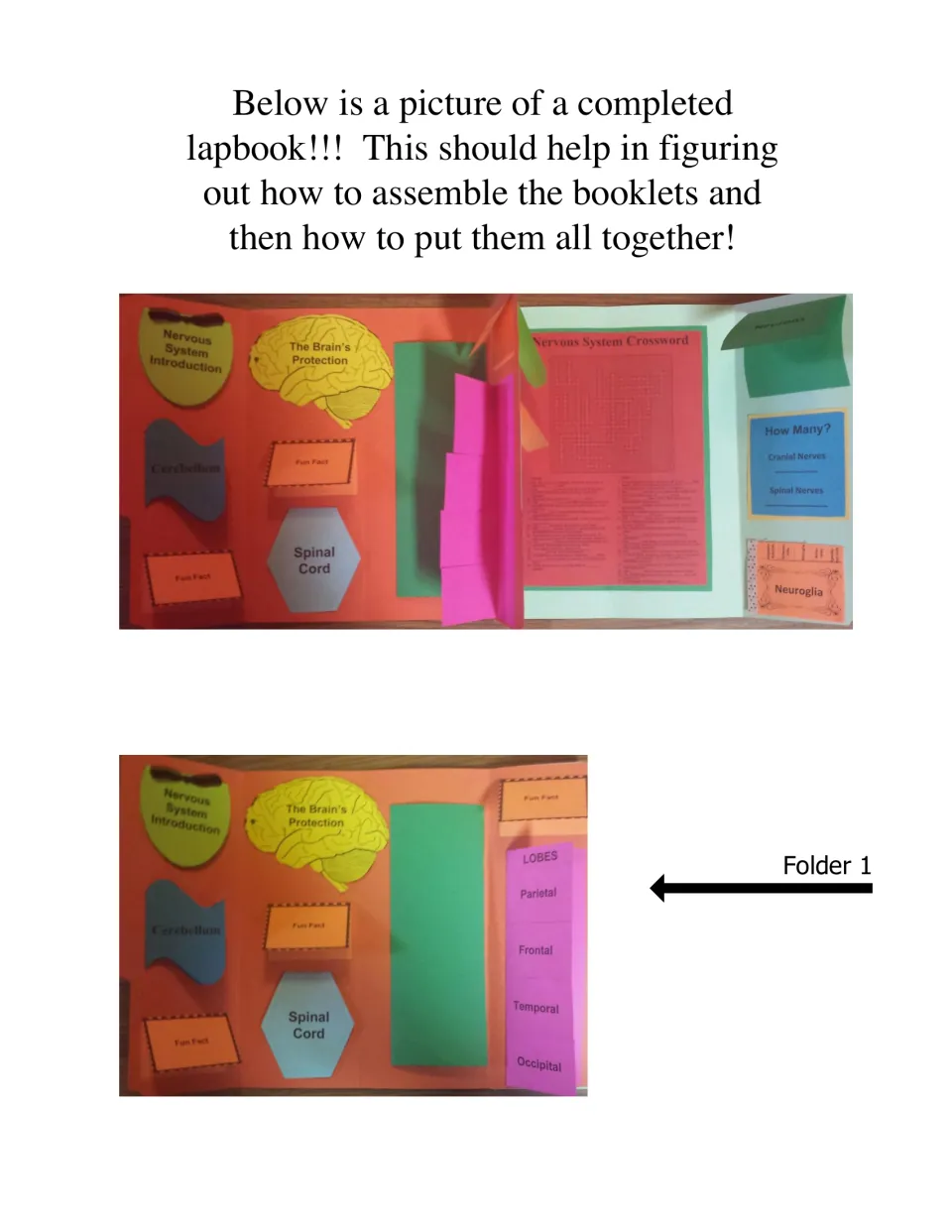 Completed lapbook example: folder 1 shown with brain protection, spinal cord and a lobes flap booklet in color photos