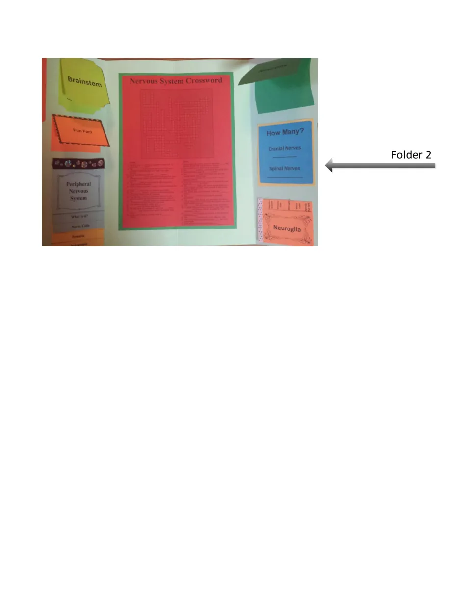 Completed folder 2: Brainstem, Peripheral Nervous System, crossword, How Many? nerves and Neuroglia booklets glued in
