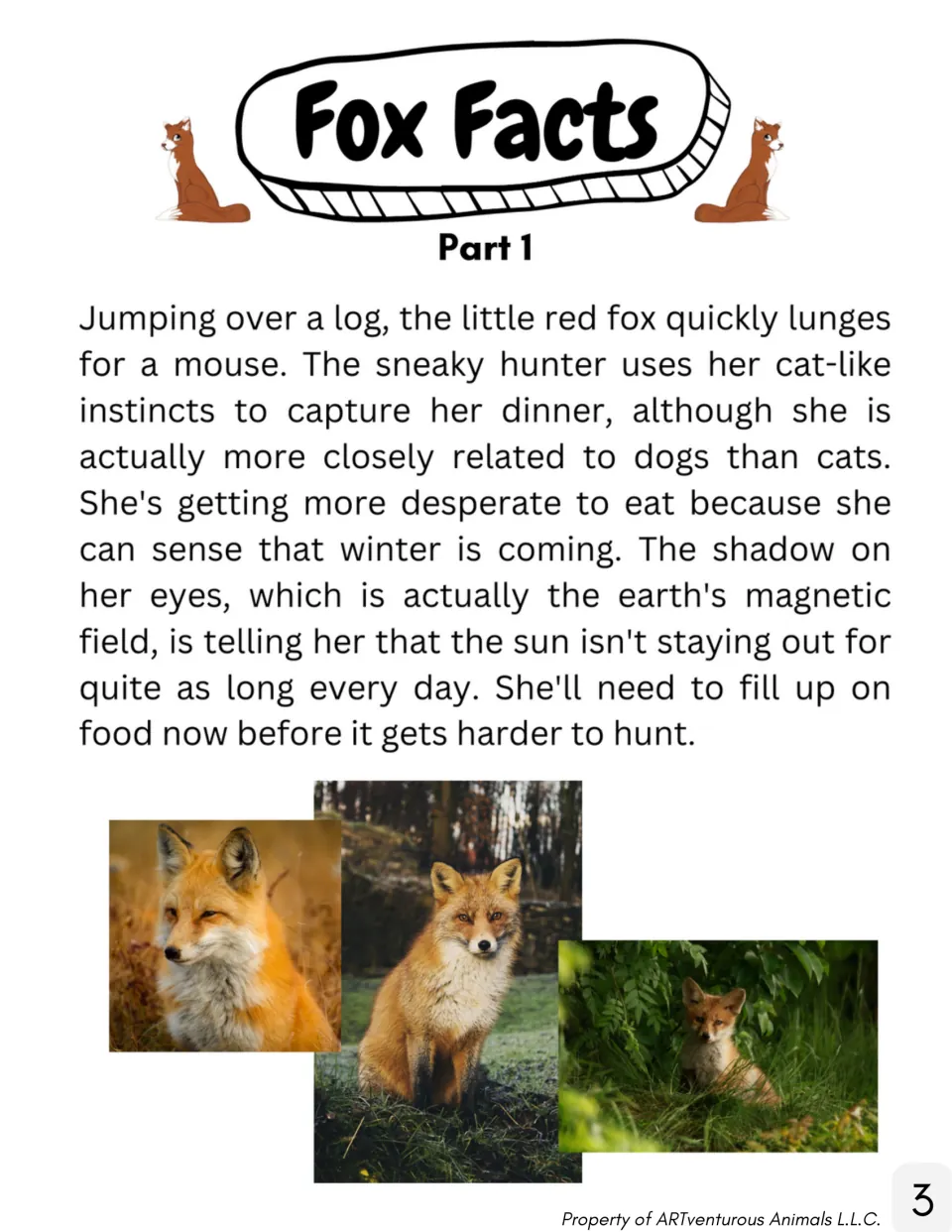 Fox Facts Part 1: reading about a red fox hunting a mouse and sensing winter through Earth's magnetic field, with photos