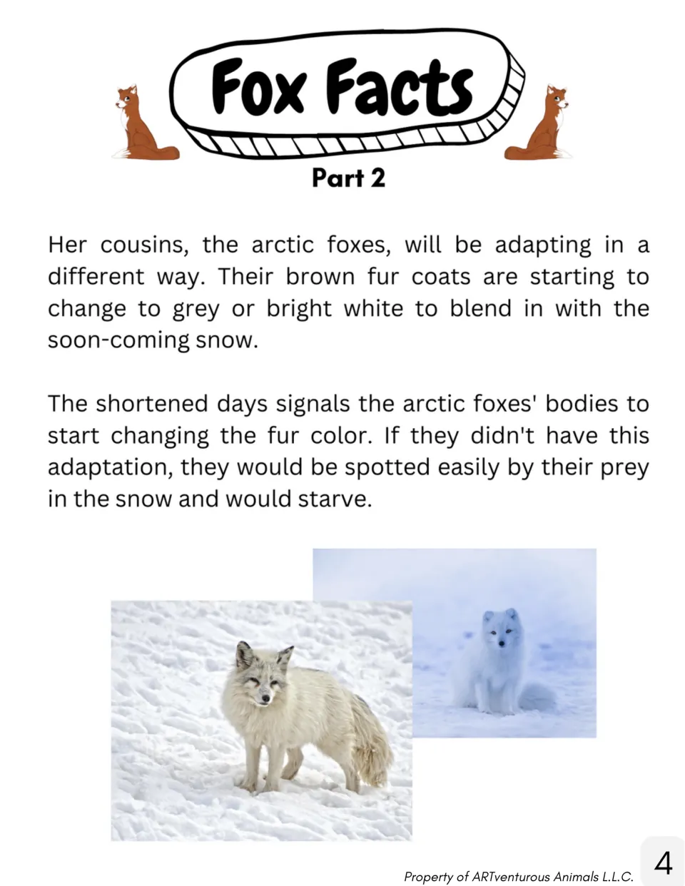 Part 2 reading: arctic foxes' brown coats turn grey or white as days shorten so prey can't spot them in the snow