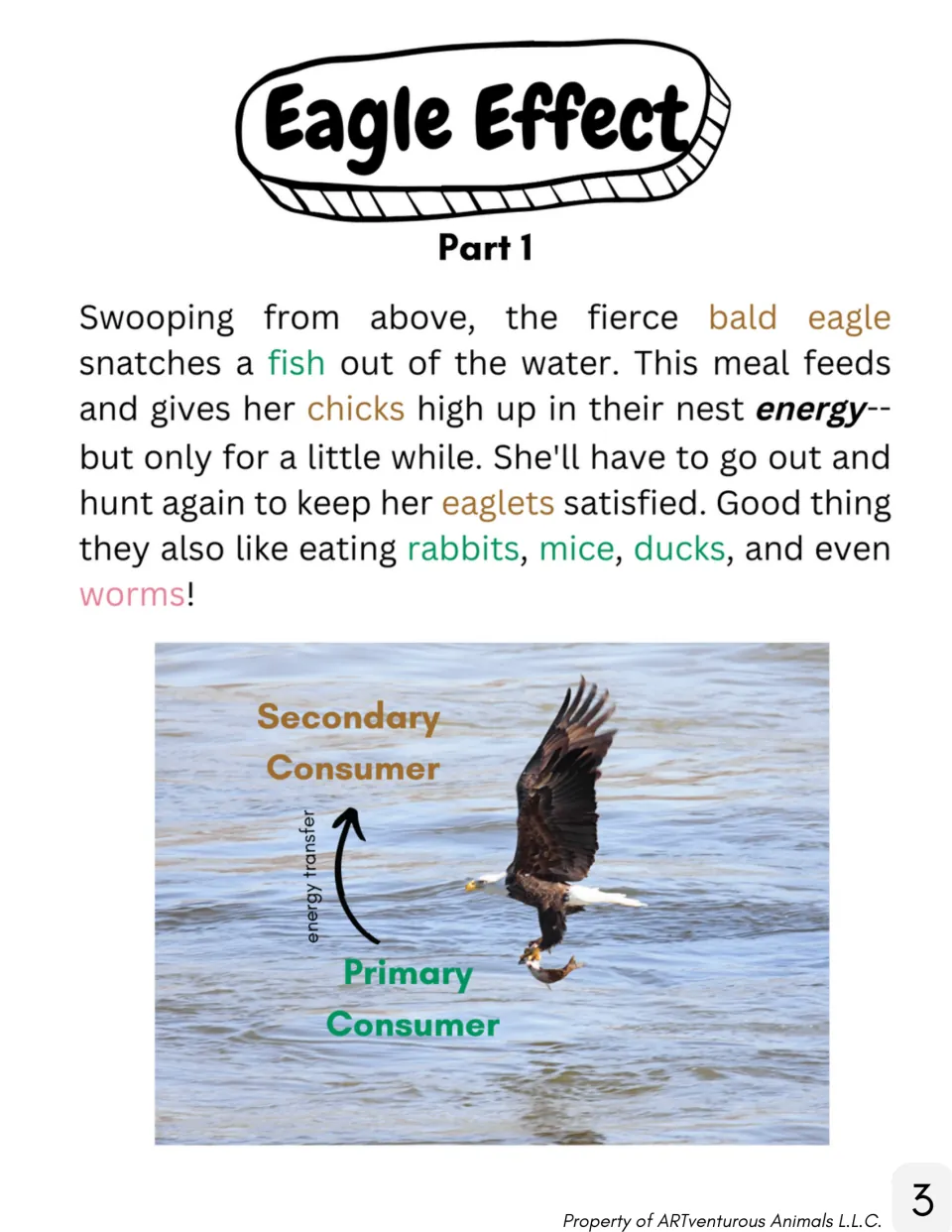 Eagle Effect Part 1 story: a bald eagle catches a fish, with a photo labeling energy transfer to a secondary consumer