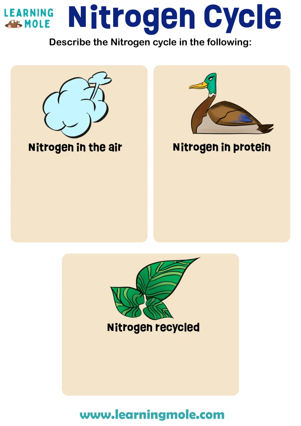 Nitrogen cycle: students describe nitrogen in the air, in protein and recycled, beside cloud, duck and leaf art