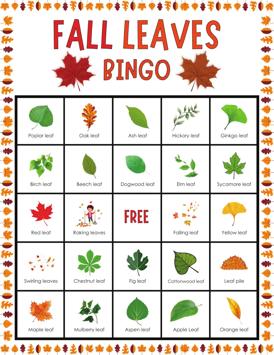 Fall leaves bingo board: students cover matching pictures such as poplar, oak, ash, hickory and ginkgo leaves in row one